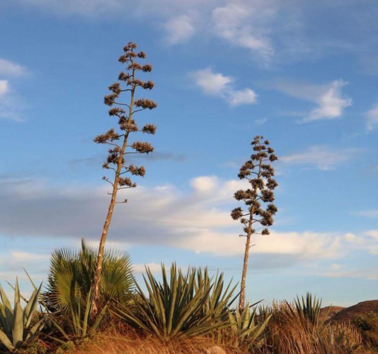 Cortijo Los Garridos - 8 Huespedes Fernan Perez Dış mekan fotoğraf